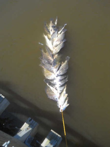 stringer-of-sturgeon