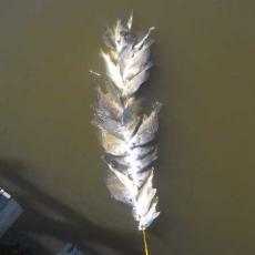 stringer-of-sturgeon