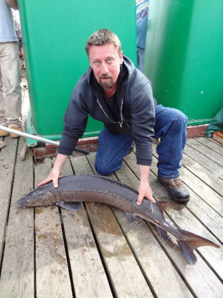 big-sturgeon