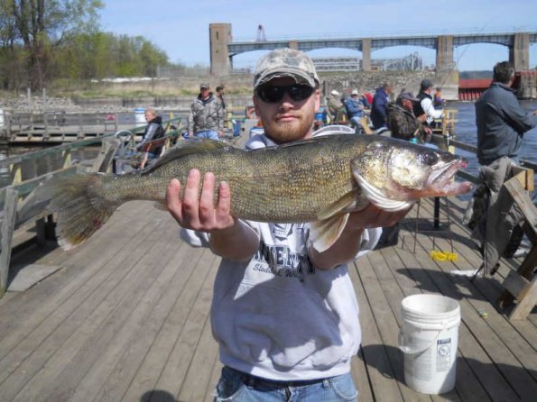 big-walleye