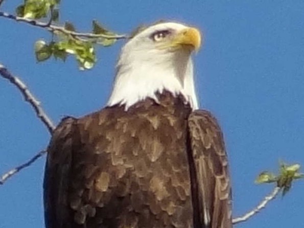 close-up-eagle