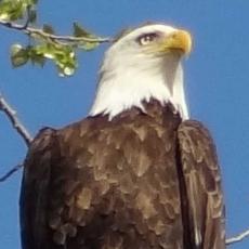 close-up-eagle