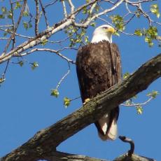 eagle-tree