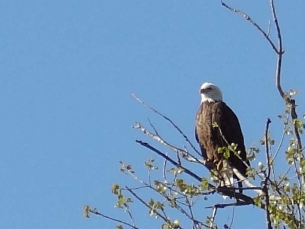 eagleonbranch