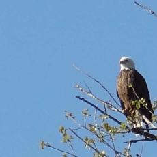 eagleonbranch